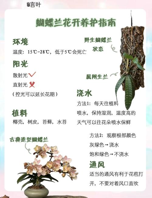 兰花开花后怎么处理(兰花开花后怎么处理好)-第1张图片-花花知道网 兰花开花后怎么处理(兰花开花后怎么处理好)-第1张图片-花花知道网
