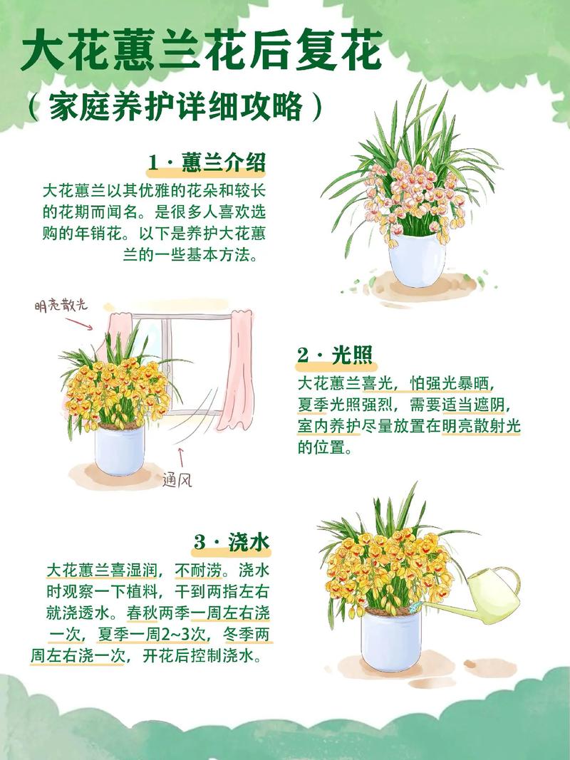 兰花开花后怎么处理(兰花开花后怎么处理好)-第3张图片-花花知道网 兰花开花后怎么处理(兰花开花后怎么处理好)-第3张图片-花花知道网