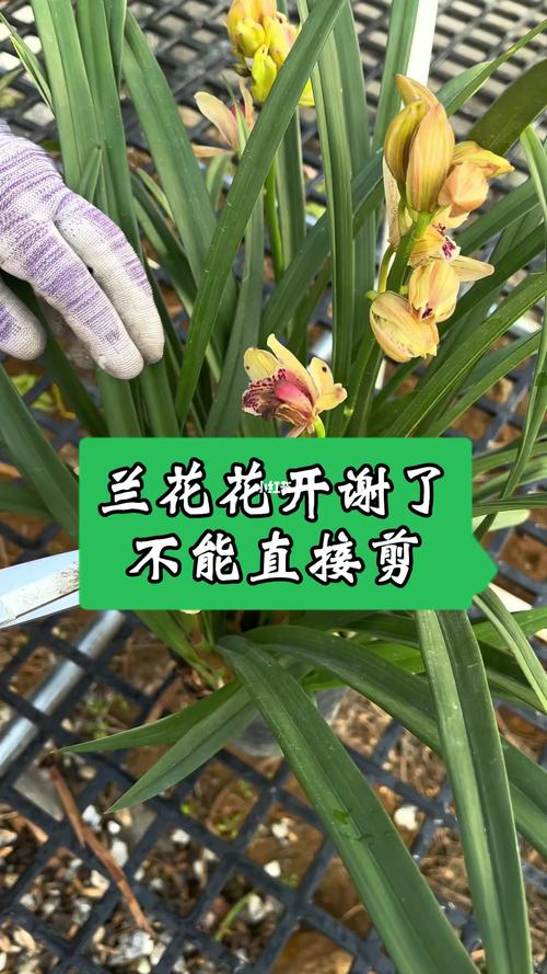兰花开花后怎么处理(兰花开花后怎么处理好)-第4张图片-花花知道网 兰花开花后怎么处理(兰花开花后怎么处理好)-第4张图片-花花知道网