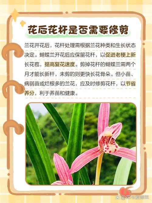 兰花开花后怎么处理(兰花开花后怎么处理好)-第5张图片-花花知道网 兰花开花后怎么处理(兰花开花后怎么处理好)-第5张图片-花花知道网