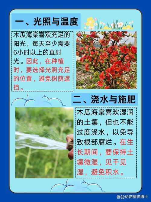 木瓜海棠怎么养(木瓜海棠花怎么养)-第4张图片-花花知道网 木瓜海棠怎么养(木瓜海棠花怎么养)-第4张图片-花花知道网