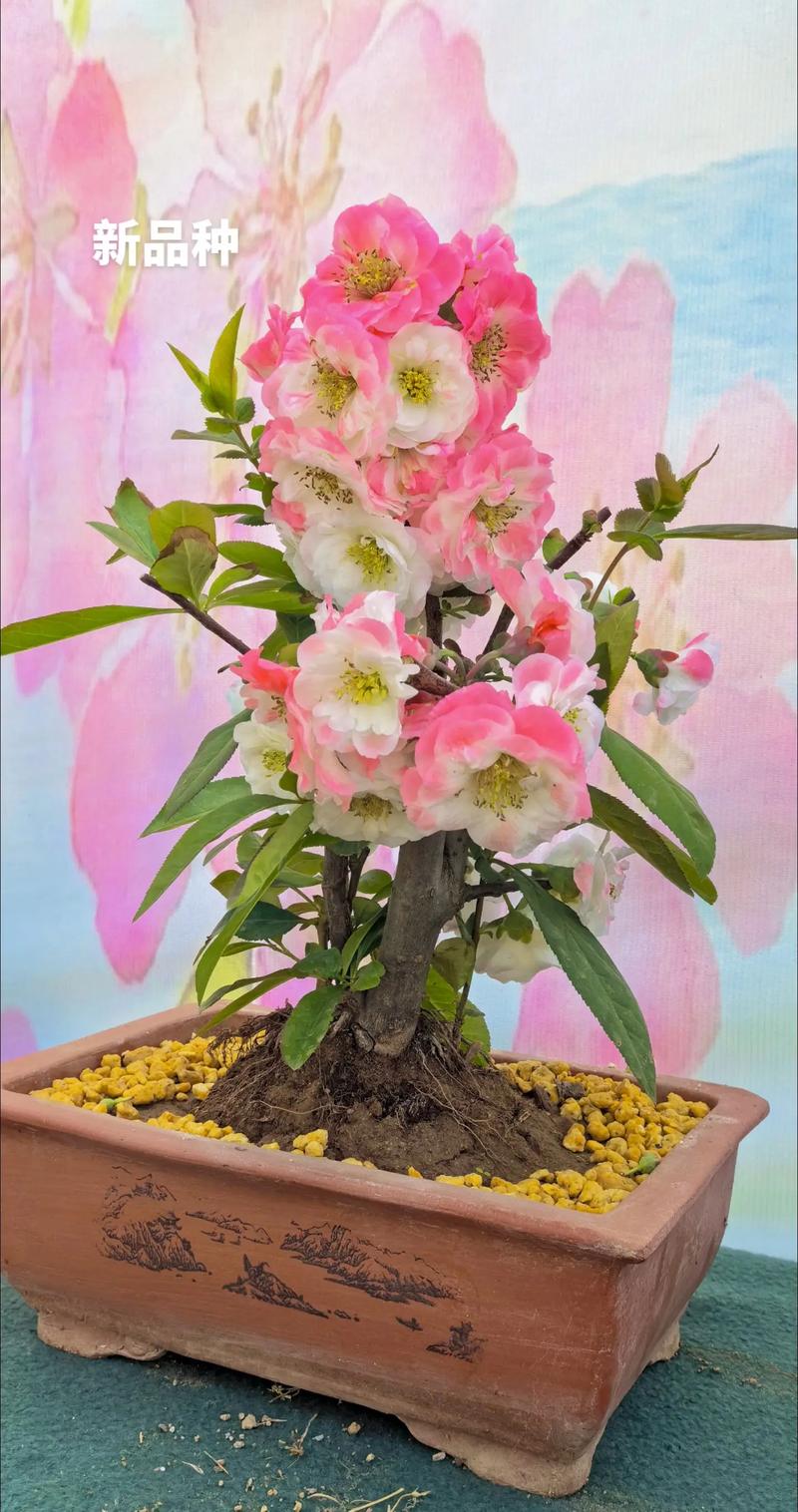 木瓜海棠怎么养(木瓜海棠花怎么养)-第7张图片-花花知道网 木瓜海棠怎么养(木瓜海棠花怎么养)-第7张图片-花花知道网