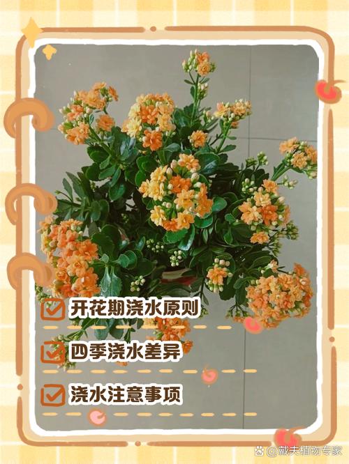 长寿花开花时怎么浇水(长寿花开花时怎么浇水比较好)-第4张图片-花花知道网 长寿花开花时怎么浇水(长寿花开花时怎么浇水比较好)-第4张图片-花花知道网