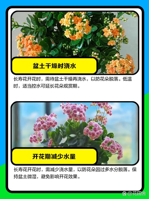 长寿花开花时怎么浇水(长寿花开花时怎么浇水比较好)-第5张图片-花花知道网 长寿花开花时怎么浇水(长寿花开花时怎么浇水比较好)-第5张图片-花花知道网