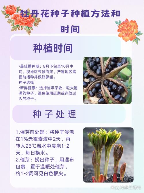 二乔牡丹可以扦插吗(二乔牡丹画法)-第3张图片-花花知道网 二乔牡丹可以扦插吗(二乔牡丹画法)-第3张图片-花花知道网