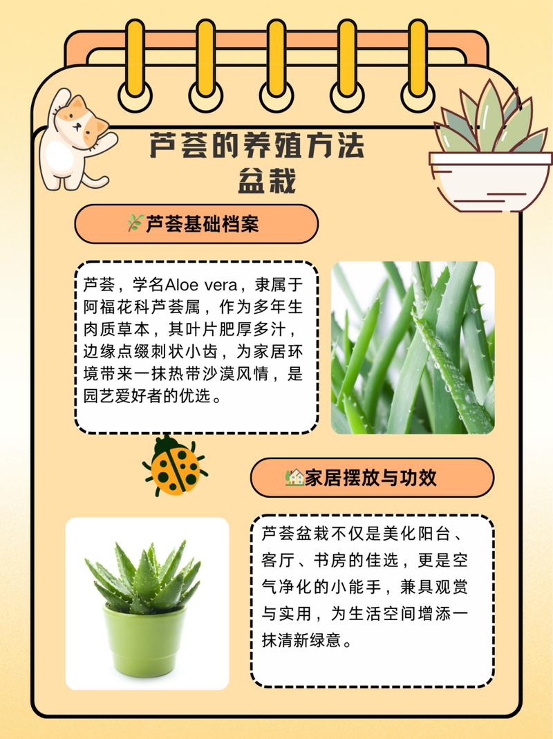 芦荟怎么养才能更旺盛(库拉索芦荟怎么养才能更旺盛)-第1张图片-花花知道网 芦荟怎么养才能更旺盛(库拉索芦荟怎么养才能更旺盛)-第1张图片-花花知道网