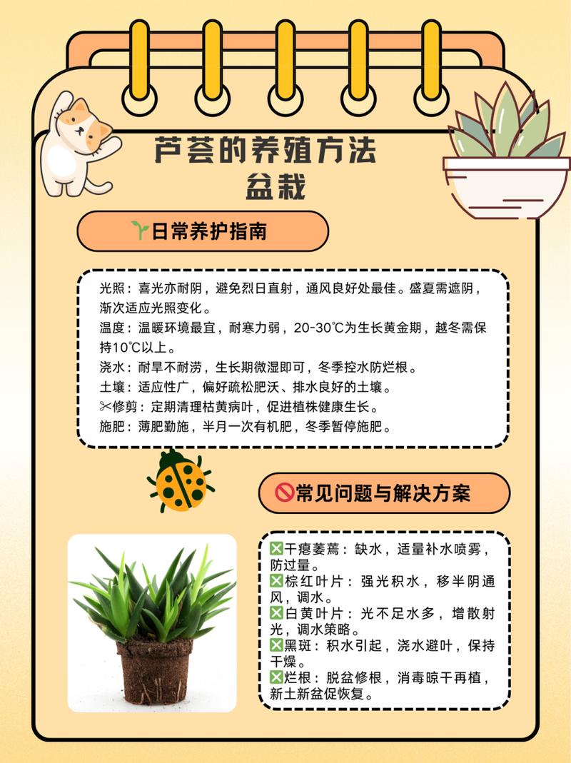 芦荟怎么养才能更旺盛(库拉索芦荟怎么养才能更旺盛)-第3张图片-花花知道网 芦荟怎么养才能更旺盛(库拉索芦荟怎么养才能更旺盛)-第3张图片-花花知道网