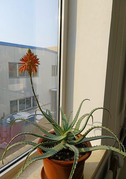 芦荟怎么养才能更旺盛(库拉索芦荟怎么养才能更旺盛)-第5张图片-花花知道网 芦荟怎么养才能更旺盛(库拉索芦荟怎么养才能更旺盛)-第5张图片-花花知道网