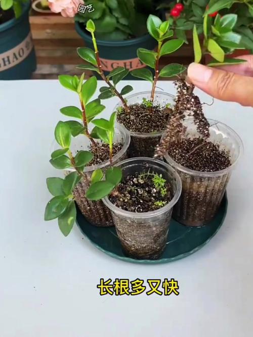 金鱼吊兰水插生根法(金鱼吊兰可以水生吗?)-第1张图片-花花知道网 金鱼吊兰水插生根法(金鱼吊兰可以水生吗?)-第1张图片-花花知道网