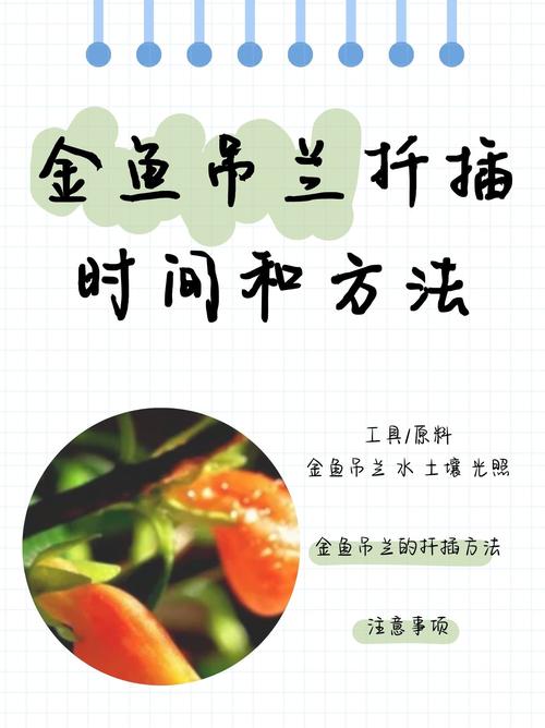 金鱼吊兰水插生根法(金鱼吊兰可以水生吗?)-第7张图片-花花知道网 金鱼吊兰水插生根法(金鱼吊兰可以水生吗?)-第7张图片-花花知道网