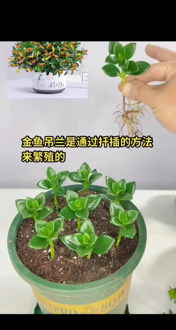 金鱼吊兰水插生根法(金鱼吊兰可以水生吗?)-第8张图片-花花知道网 金鱼吊兰水插生根法(金鱼吊兰可以水生吗?)-第8张图片-花花知道网