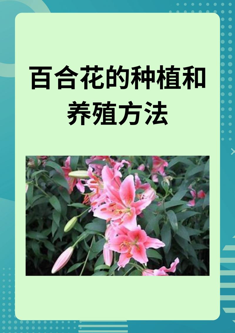 百合花可以打顶吗(百合花可以打顶吗怎么养)-第4张图片-花花知道网 百合花可以打顶吗(百合花可以打顶吗怎么养)-第4张图片-花花知道网