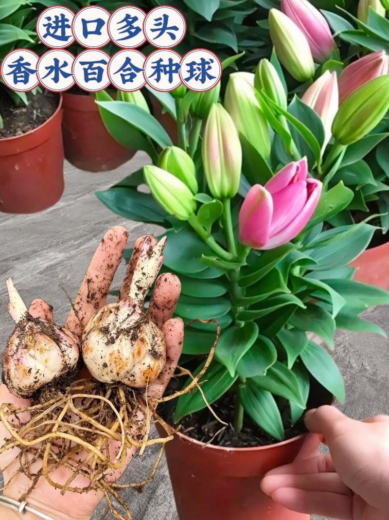 百合花可以打顶吗(百合花可以打顶吗怎么养)-第5张图片-花花知道网 百合花可以打顶吗(百合花可以打顶吗怎么养)-第5张图片-花花知道网
