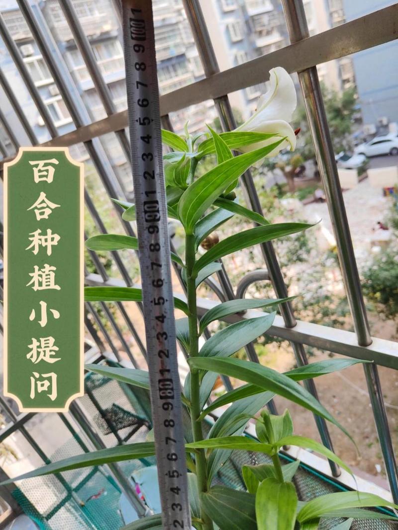 百合花可以打顶吗(百合花可以打顶吗怎么养)-第7张图片-花花知道网 百合花可以打顶吗(百合花可以打顶吗怎么养)-第7张图片-花花知道网