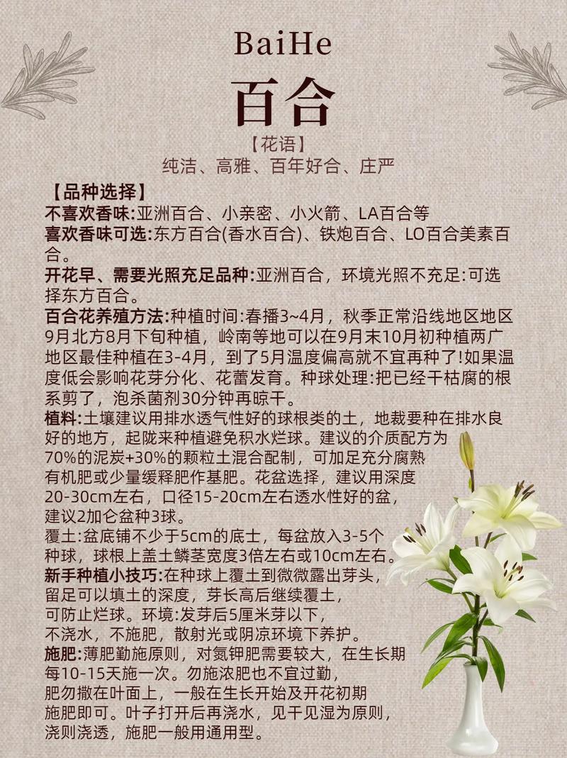 百合花可以打顶吗(百合花可以打顶吗怎么养)-第8张图片-花花知道网 百合花可以打顶吗(百合花可以打顶吗怎么养)-第8张图片-花花知道网