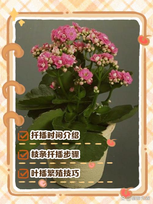 长寿花扦插多久生根(长寿花扦插多久生根成活)-第2张图片-花花知道网 长寿花扦插多久生根(长寿花扦插多久生根成活)-第2张图片-花花知道网