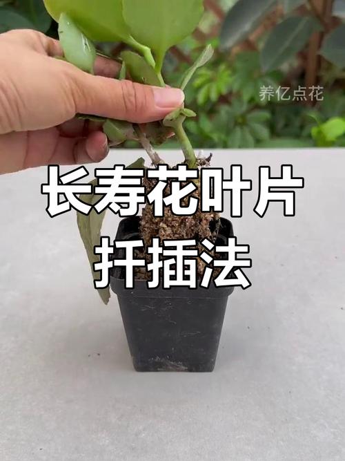 长寿花扦插多久生根(长寿花扦插多久生根成活)-第5张图片-花花知道网 长寿花扦插多久生根(长寿花扦插多久生根成活)-第5张图片-花花知道网