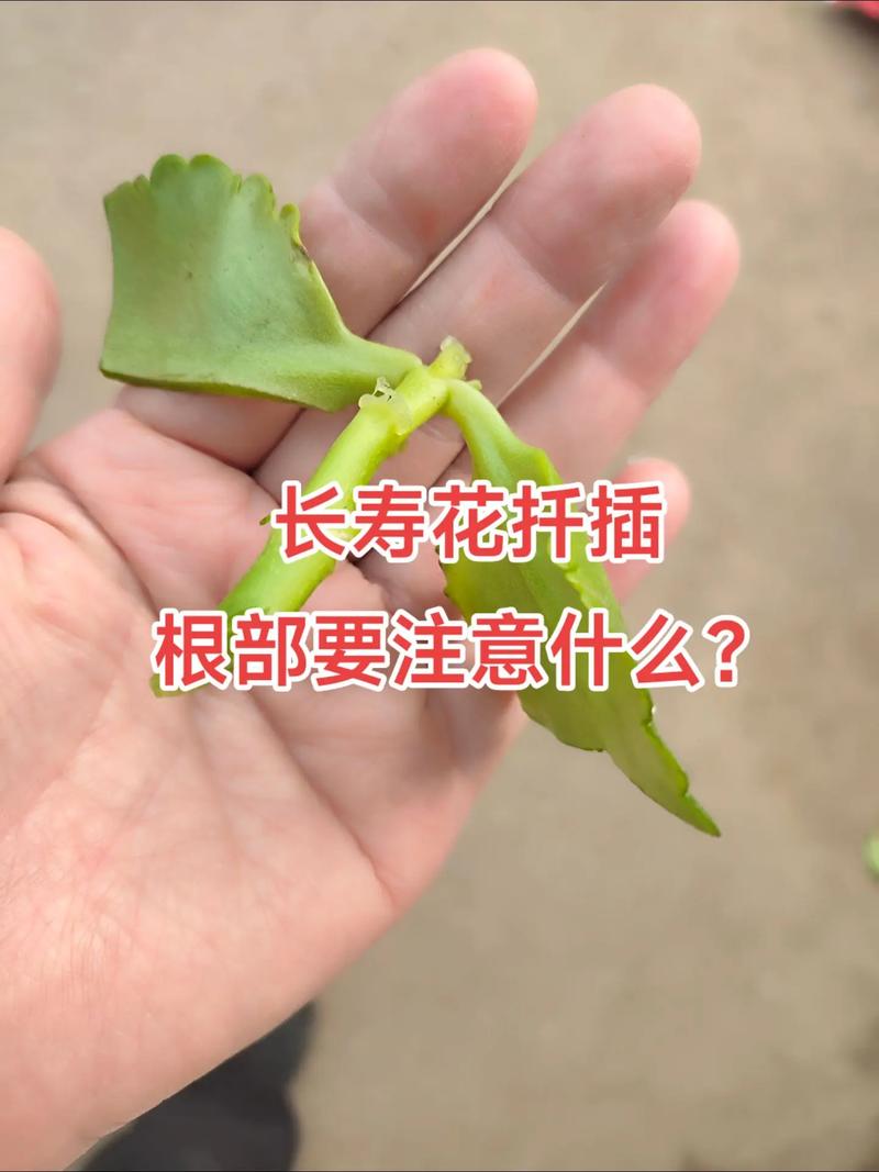 长寿花扦插多久生根(长寿花扦插多久生根成活)-第4张图片-花花知道网 长寿花扦插多久生根(长寿花扦插多久生根成活)-第4张图片-花花知道网