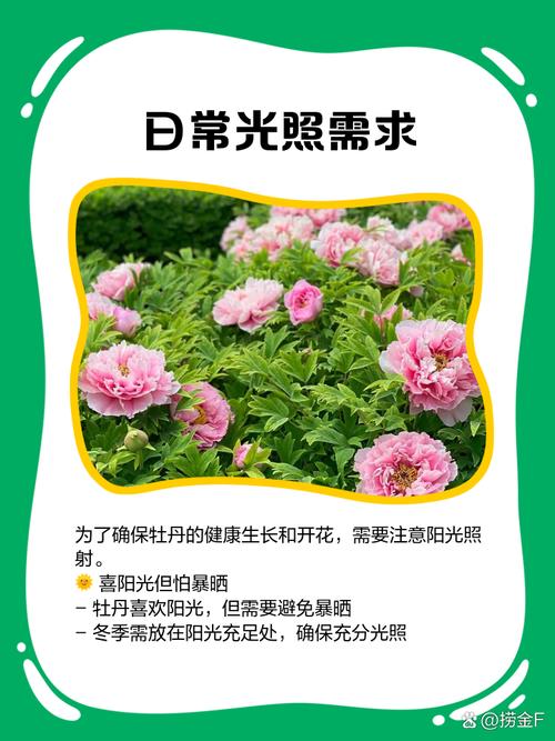 如何使牡丹在冬季开花(牡丹花冬天怎么种植比较好)-第3张图片-花花知道网 如何使牡丹在冬季开花(牡丹花冬天怎么种植比较好)-第3张图片-花花知道网