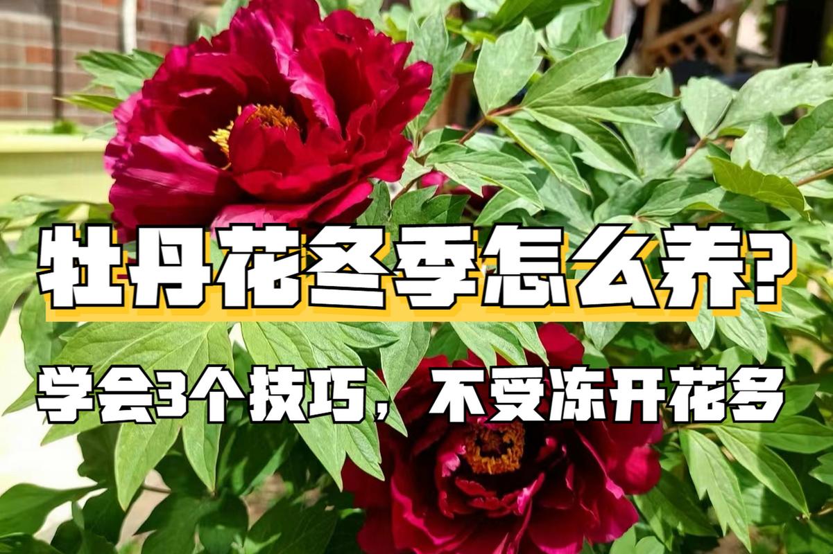 如何使牡丹在冬季开花(牡丹花冬天怎么种植比较好)-第4张图片-花花知道网 如何使牡丹在冬季开花(牡丹花冬天怎么种植比较好)-第4张图片-花花知道网