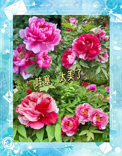 如何使牡丹在冬季开花(牡丹花冬天怎么种植比较好)-第5张图片-花花知道网 如何使牡丹在冬季开花(牡丹花冬天怎么种植比较好)-第5张图片-花花知道网