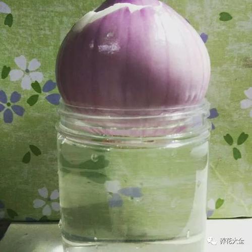 给花喝点这个水(给花喝点这个水英语)-第4张图片-花花知道网 给花喝点这个水(给花喝点这个水英语)-第4张图片-花花知道网