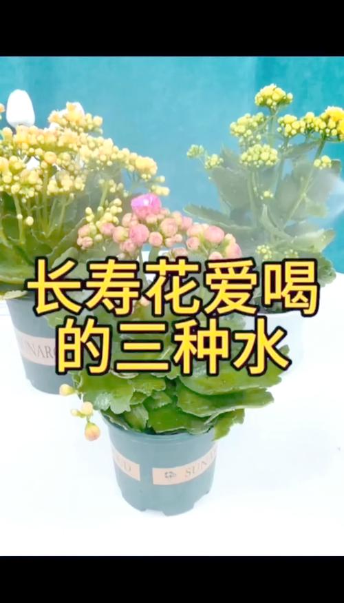 给花喝点这个水(给花喝点这个水英语)-第5张图片-花花知道网 给花喝点这个水(给花喝点这个水英语)-第5张图片-花花知道网