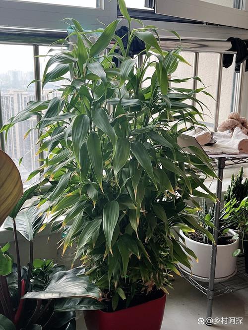 富贵竹能不能种在土里(富贵竹可以栽在土里吗)-第2张图片-花花知道网 富贵竹能不能种在土里(富贵竹可以栽在土里吗)-第2张图片-花花知道网