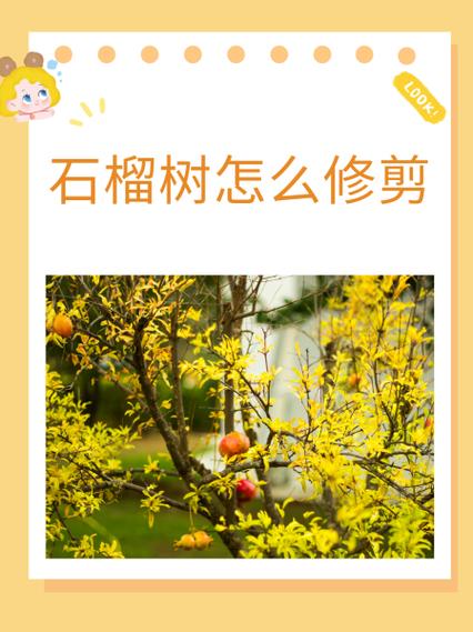 “石榴”树枝剪1刀(石榴树剪的枝子载上就能活吗)-第1张图片-花花知道网 “石榴”树枝剪1刀(石榴树剪的枝子载上就能活吗)-第1张图片-花花知道网