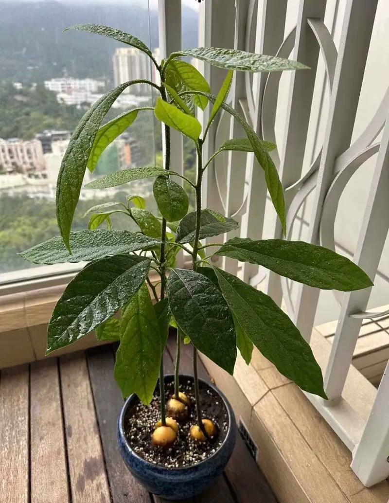 牛油果核怎么种盆栽(牛油果核盆栽技术及图片)-第2张图片-花花知道网 牛油果核怎么种盆栽(牛油果核盆栽技术及图片)-第2张图片-花花知道网