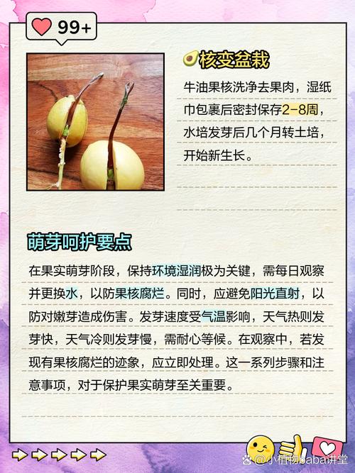 牛油果核怎么种盆栽(牛油果核盆栽技术及图片)-第4张图片-花花知道网 牛油果核怎么种盆栽(牛油果核盆栽技术及图片)-第4张图片-花花知道网