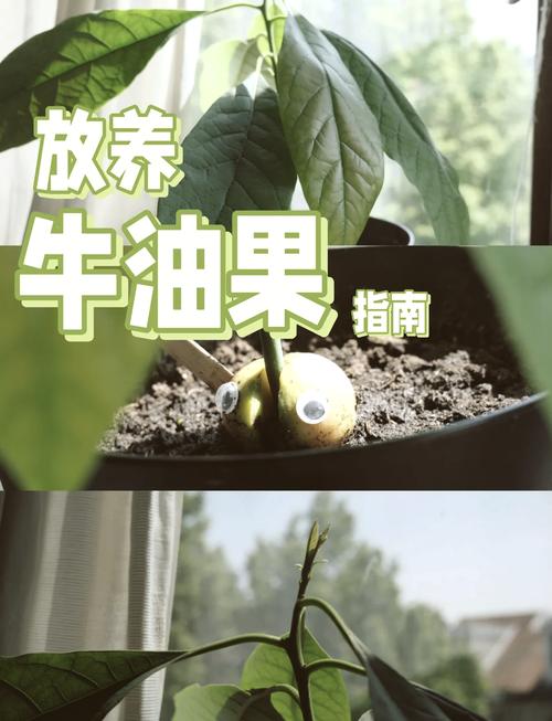牛油果核怎么种盆栽(牛油果核盆栽技术及图片)-第5张图片-花花知道网 牛油果核怎么种盆栽(牛油果核盆栽技术及图片)-第5张图片-花花知道网