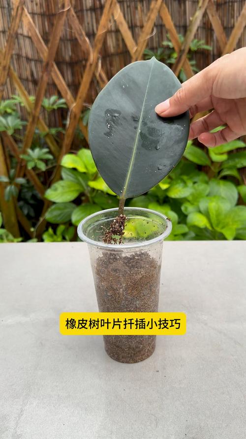 橡皮树怎么压条繁殖(橡皮树压条繁殖方法及时间)-第4张图片-花花知道网 橡皮树怎么压条繁殖(橡皮树压条繁殖方法及时间)-第4张图片-花花知道网