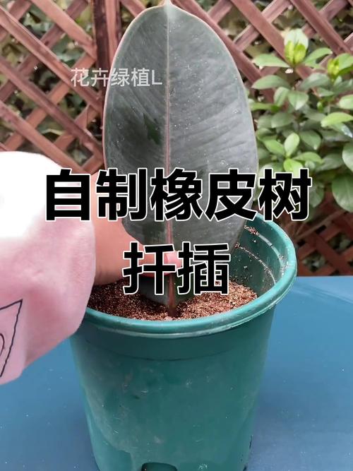 橡皮树怎么压条繁殖(橡皮树压条繁殖方法及时间)-第6张图片-花花知道网 橡皮树怎么压条繁殖(橡皮树压条繁殖方法及时间)-第6张图片-花花知道网
