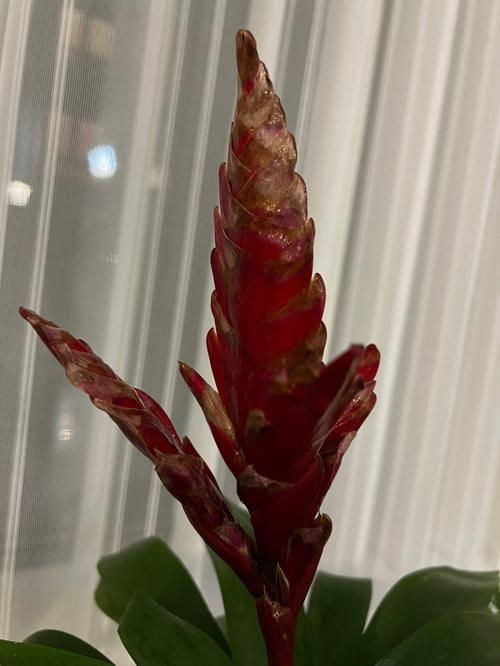 鸿运当头怎么修剪(鸿运当头怎么修剪花心)-第1张图片-花花知道网 鸿运当头怎么修剪(鸿运当头怎么修剪花心)-第1张图片-花花知道网