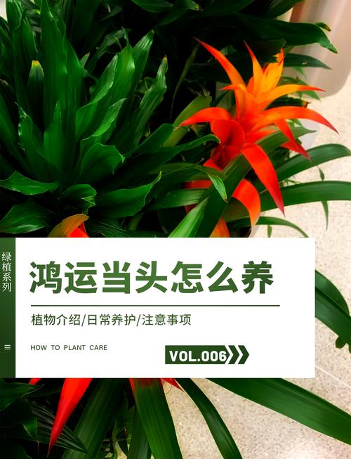 鸿运当头怎么修剪(鸿运当头怎么修剪花心)-第4张图片-花花知道网 鸿运当头怎么修剪(鸿运当头怎么修剪花心)-第4张图片-花花知道网