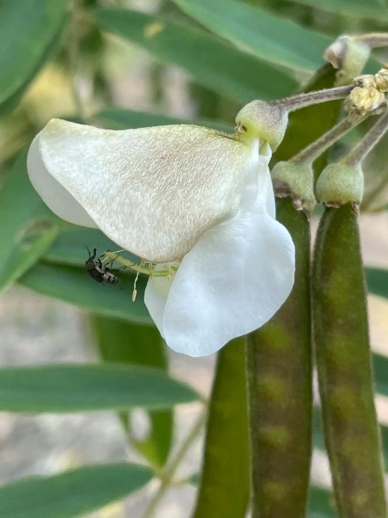 这花长了5米长（这花长了5米长的英语）-第3张图片-花花知道网