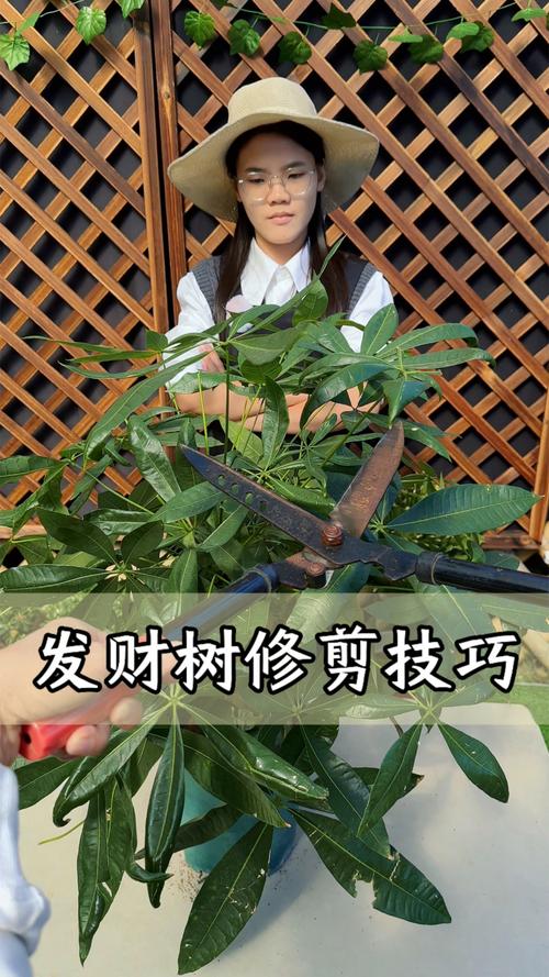发财树长高了怎么修剪（发财树长高了可以剪枝吗）-第1张图片-花花知道网
