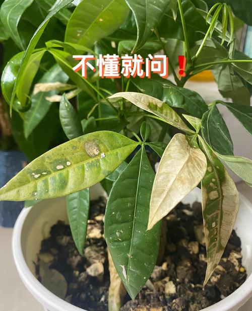发财树长高了怎么修剪（发财树长高了可以剪枝吗）-第3张图片-花花知道网