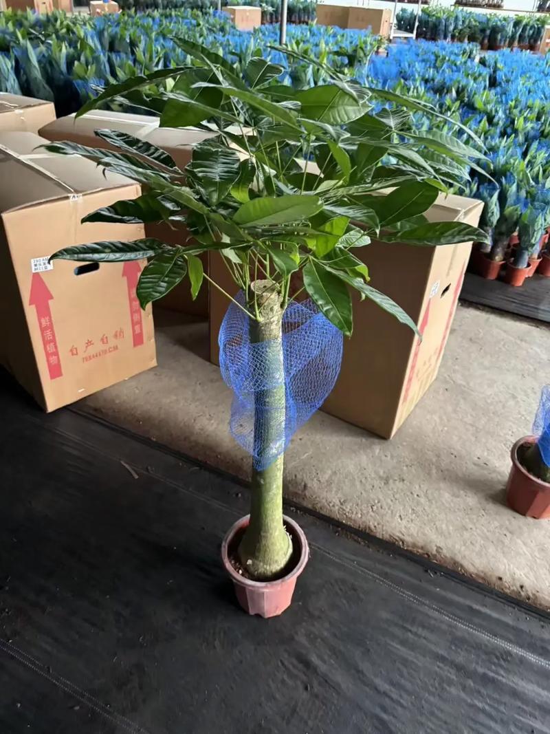 发财树长高了怎么修剪（发财树长高了可以剪枝吗）-第4张图片-花花知道网