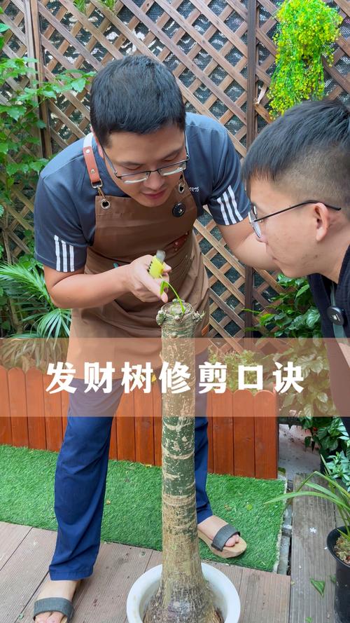 发财树长高了怎么修剪（发财树长高了可以剪枝吗）-第5张图片-花花知道网