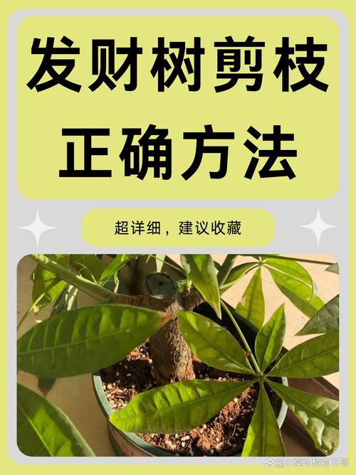 发财树长高了怎么修剪（发财树长高了可以剪枝吗）-第6张图片-花花知道网