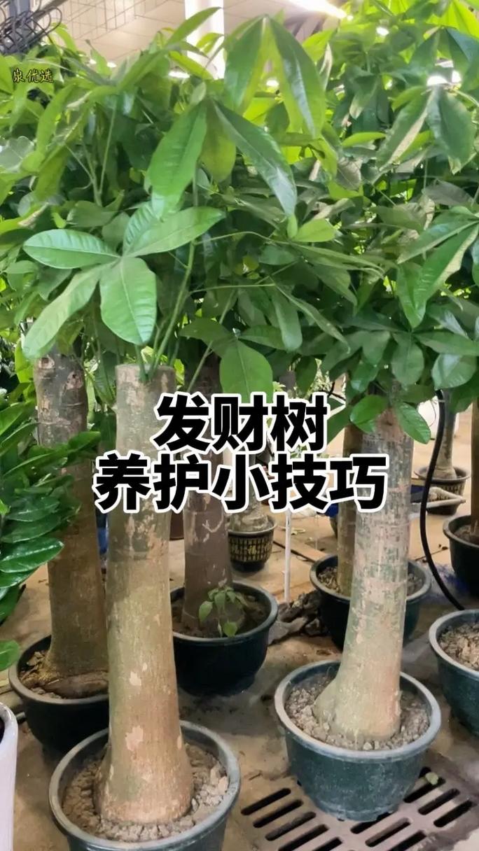 发财树长高了怎么修剪（发财树长高了可以剪枝吗）-第7张图片-花花知道网