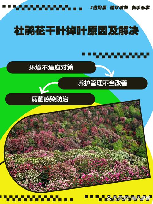 家里杜鹃花总掉叶(家里杜鹃花总掉叶怎么回事)-第1张图片-花花知道网 家里杜鹃花总掉叶(家里杜鹃花总掉叶怎么回事)-第1张图片-花花知道网