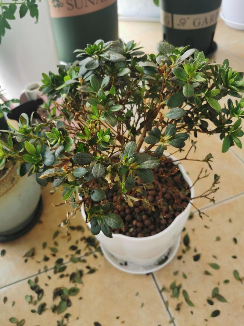 家里杜鹃花总掉叶(家里杜鹃花总掉叶怎么回事)-第2张图片-花花知道网 家里杜鹃花总掉叶(家里杜鹃花总掉叶怎么回事)-第2张图片-花花知道网