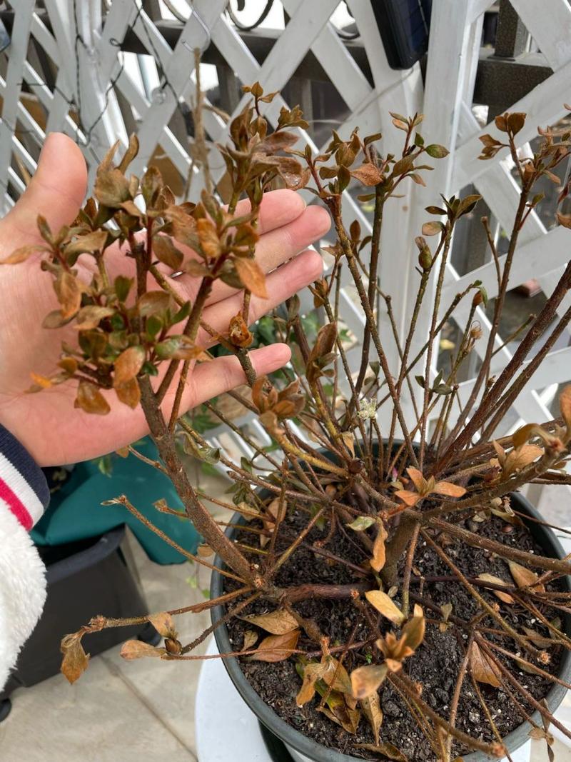 家里杜鹃花总掉叶(家里杜鹃花总掉叶怎么回事)-第3张图片-花花知道网 家里杜鹃花总掉叶(家里杜鹃花总掉叶怎么回事)-第3张图片-花花知道网