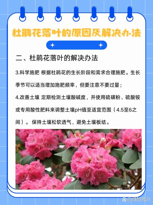 家里杜鹃花总掉叶(家里杜鹃花总掉叶怎么回事)-第4张图片-花花知道网 家里杜鹃花总掉叶(家里杜鹃花总掉叶怎么回事)-第4张图片-花花知道网