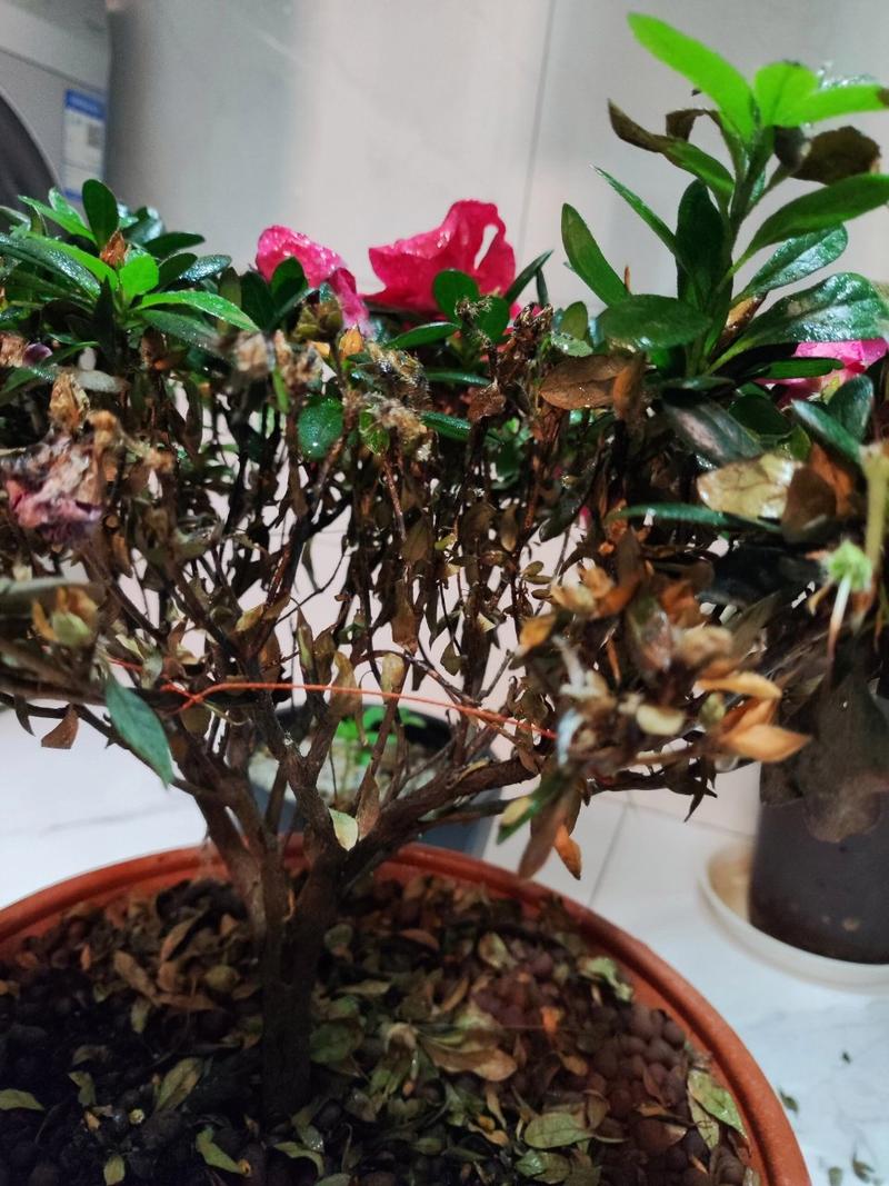 家里杜鹃花总掉叶(家里杜鹃花总掉叶怎么回事)-第6张图片-花花知道网 家里杜鹃花总掉叶(家里杜鹃花总掉叶怎么回事)-第6张图片-花花知道网
