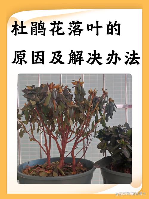 家里杜鹃花总掉叶(家里杜鹃花总掉叶怎么回事)-第7张图片-花花知道网 家里杜鹃花总掉叶(家里杜鹃花总掉叶怎么回事)-第7张图片-花花知道网