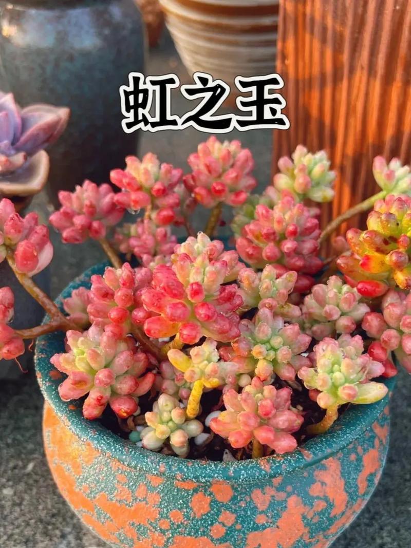 虹之玉秋天怎么养（虹之玉夏季养护）-第1张图片-花花知道网